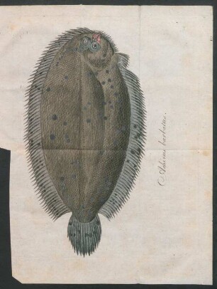 Tafel: Achirus barbatus.