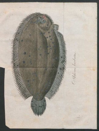 Tafel: Achirus barbatus.