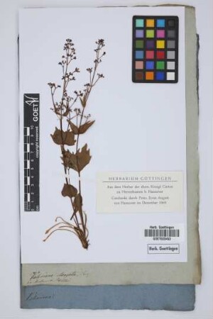 Valeriana elongata Jacq.