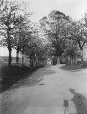 Erlau-Schönfeld, Schönfelder Linde : Erlau-Schönfeld. Schönfelder Linde (gefällt 1987). Im Hintergrund ein Trafohaus und am vorderen Bildrand zu sehen, der Schatten des Fotografen mit Kamera