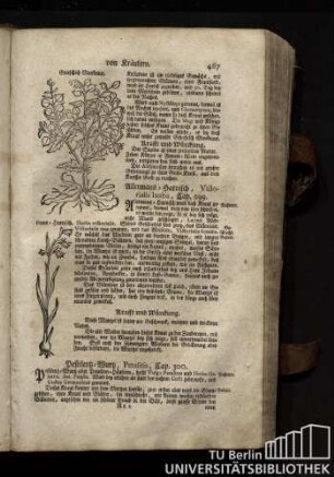 Cap. 300. Pestilenz-Wurz, Perasitis.