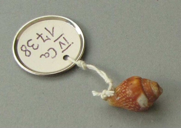 Necklace made from snails