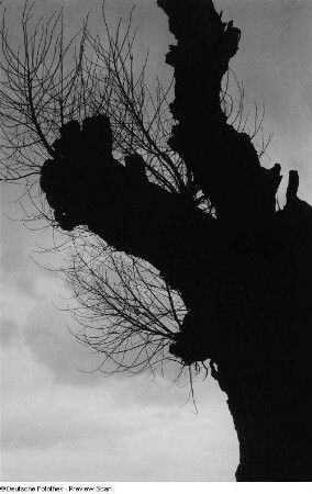 Baum im Gegenlicht