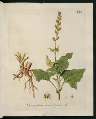 Chenopodium bonus henricus L.