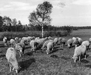 Tiere. Weidende Schafherde