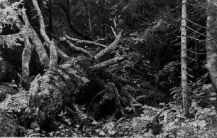 Bei Zwiesel. Bayrischer Wald. Naturbelassener Wald am Falkenstein (heute Nationalpark)