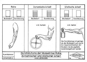 Durchblutung der Muskeln bei Ruhe, dynamischer und statischer Arbeit