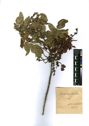 Anacardiaceae Pistacia palaestina Boissier, Edmond (1810 - 1885)