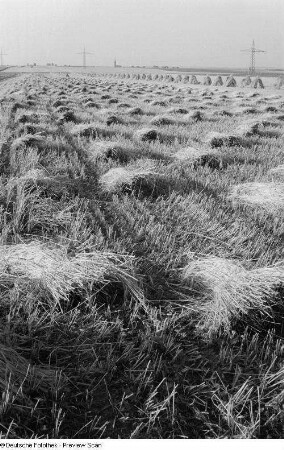 Blick auf ein abgeerntetes Feld mit Garben