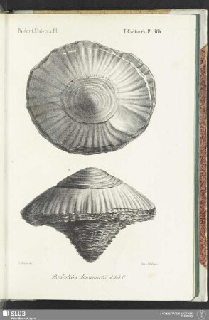 Pl. 564