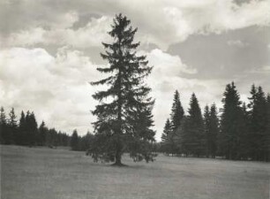 Naturschutzgebiet Hermannsdorfer Wiesen, südwestlich von Geyer. Waldwiese mit einzelner Fichte