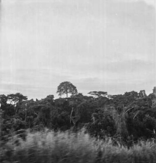Regenwald : Blick zu tropischem Regenwald in der Zentralregion von Uganda