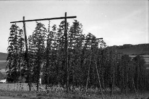 Bopfingen: Hopfenanbau im Ries