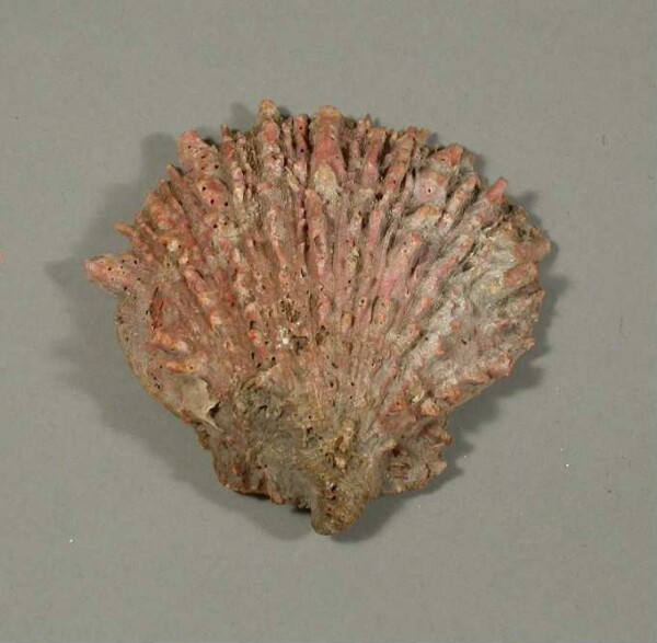 Spondylus-Schale