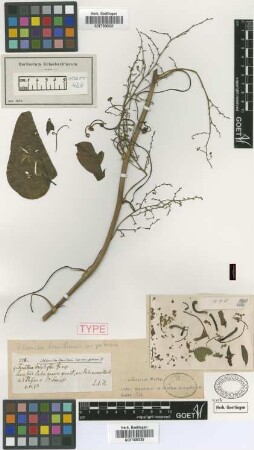 Alsomitra brasiliensis Cogn. var. Griseb. pubescens[isotype]