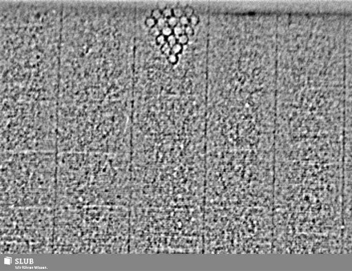Wasserzeichen S.11_12