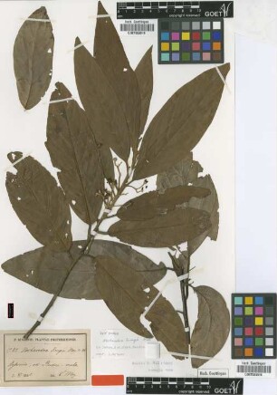 Nectandra krugii Mez [type]