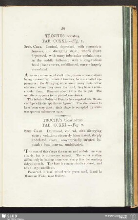 Trochus ornatus. Tab. CCXXI. --- Fig. 1