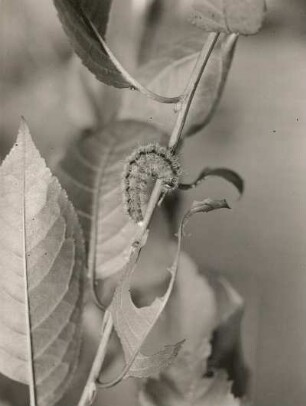 Großer Fuchs (Vanessa polychloros L.). Raupe