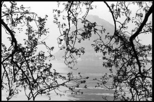Lugano: Luganer See durch Blütenbäume