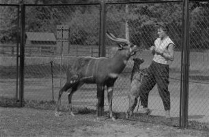 Zootiere. Frau mit Hund am Antilopengehege