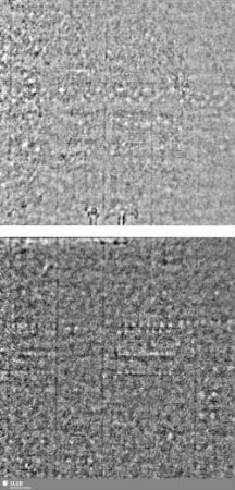 Lilie / Tj = S.5/6+39/40