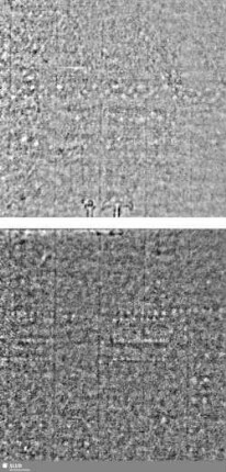 Lilie / Tj = S.5/6+39/40