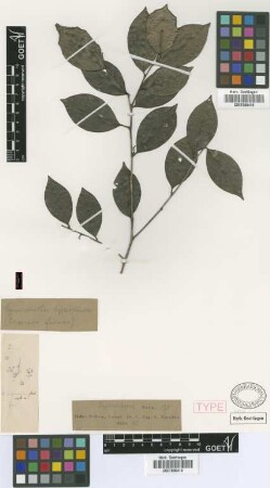 Gymnanthes hypoleuca Benth.