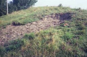 Altfresenburg: Fresenburger Wallberg: Viehvertritt
