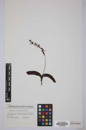 Habenaria tridactylites Lindl.