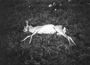 Antilope : Tote Antilope