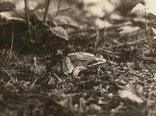 Grasfrosch (Rana temporaria)