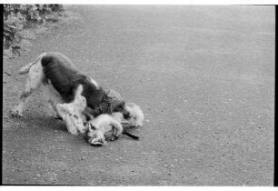 Hegering Trittau: Campeschule: Schulhof: Hundeschau: Hund beim Apportieren