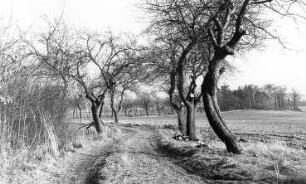 Neschwitz-Saritsch. Weg von der Windmühle zum Dorf Saritsch