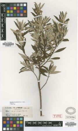 Baccharis elaeagnoides Steud. ex Baker [syntype]