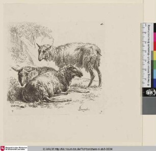 [Stehendes Schaf hinter zwei liegenden Schafen; The Set of the Sheep, 6; Trois moutons [...]]