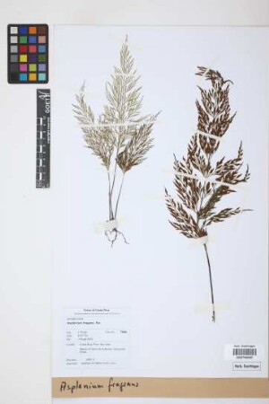 Asplenium fragrans Sw.