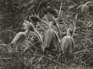 Europa. Gewöhnliche Kuhschelle (Pulsatilla vulgaris)