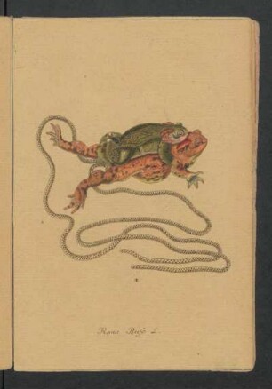 Rana Bufo L.