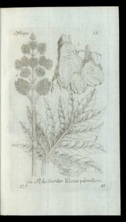 15. die Rhabarber. Rheum palmatum.