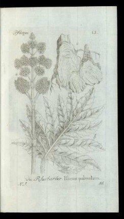 15. die Rhabarber. Rheum palmatum.