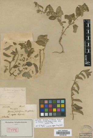 Ipomoea sulphurea Hochst. [isotype]