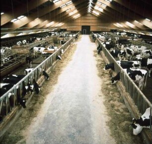 Fotografie: Stallsystem, Milchviehhaltung, Liegeboxenlaufstall