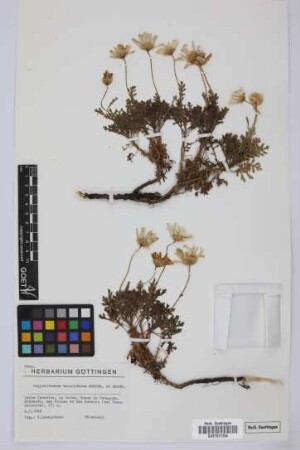 Argyranthemum haouarytheum Humphries & Bramwell