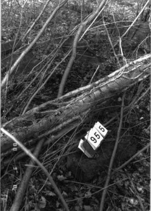 Grabstein 955
