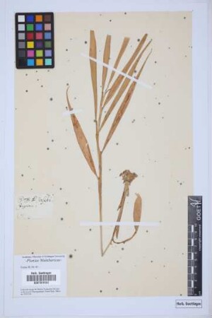 Zingiber officinale Roscoe