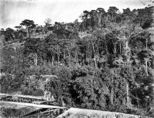 Urwaldartiger Regenwald : Blick über Dächer auf urwaldartigen Regenwald