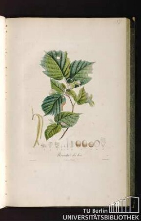 Pl. XV. Noisetier des bois.