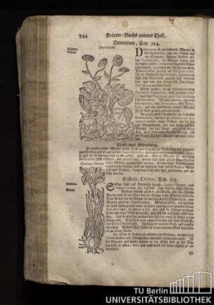 Cap. 394. Doronicum.