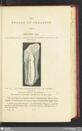 Chapter XII. Fossil cephalopoda; comprising the belemnitidae, nautilidae, and ammonitidae
